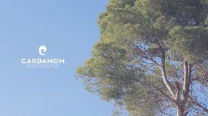cardamom ibiza - horsework.es