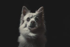 fotos de mascotas - horsework.es