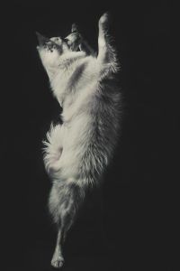 fotos de mascotas - horsework.es