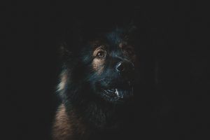 fotos de mascotas - horsework.es