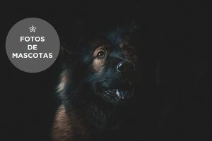 fotos de mascotas - horsework.es